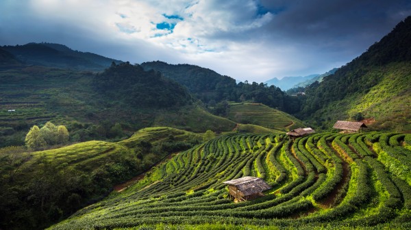 Tea plantation in Chiang Ria