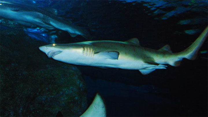 Siam Ocean World's location makes it a great choice
