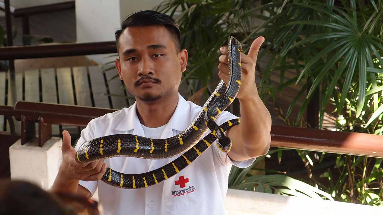 Queen Saovabha Snake Farm Review | Bangkok Has You