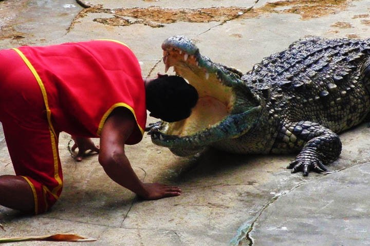 The crocodile show will make you hold your breath