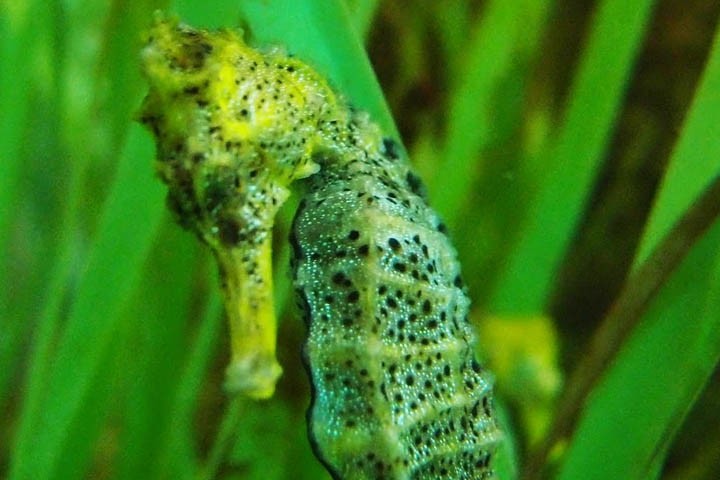 ocean world