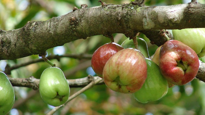 roseapple