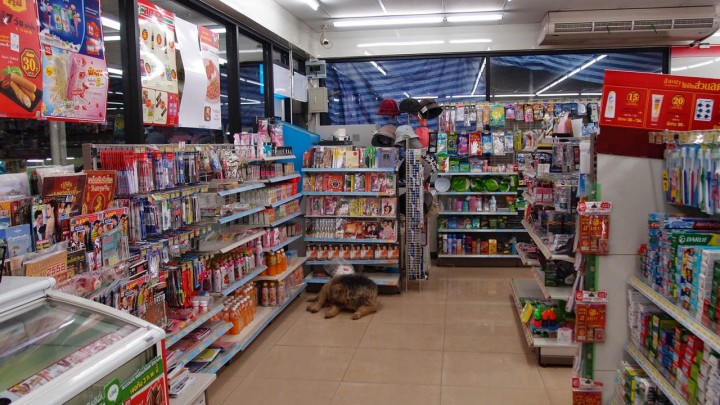 You can find everything here, even dogs chilling out