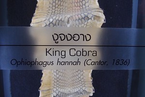 King cobra skin