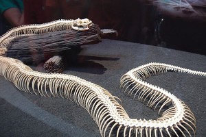 Snake skeleton