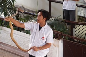 Snake handling show