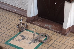 Snake handling show