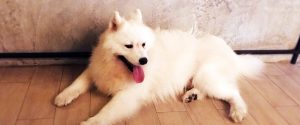 Cafe Dog in Town, Ekamai